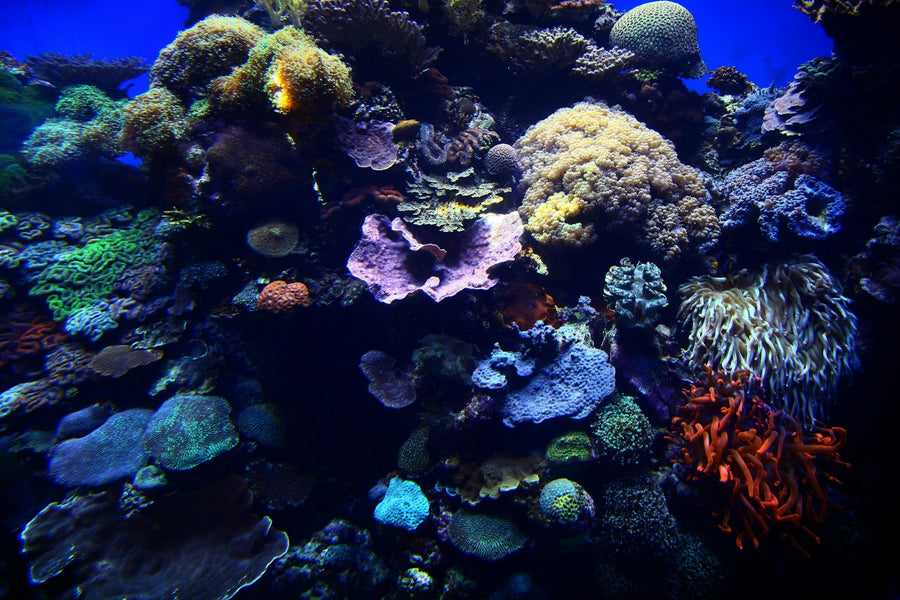 Reef aquarium for Coral Frag Club Tier 2