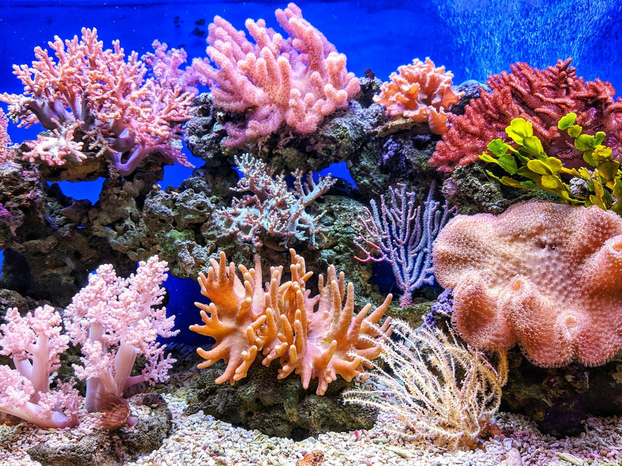 Reef aquarium for Coral Frag Club Tier 3