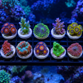 Ten-piece mixed coral frag pack from DNA Aquatic