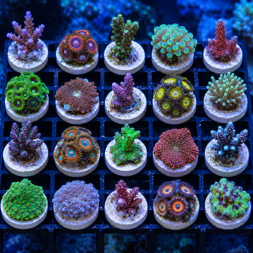 Twenty-piece mixed coral frag pack from DNA Aquatic