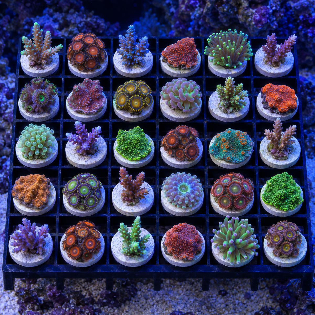 Thirty-piece mixed coral frag pack from DNA Aquatic