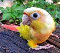 Sun Cheek Green Cheek Conure — representative photo