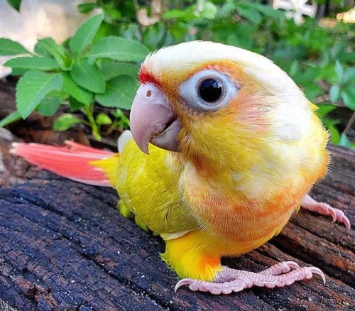 Sun Cheek Green Cheek Conure — representative photo