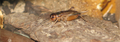 Male house cricket (Acheta domesticus) — public-domain photograph