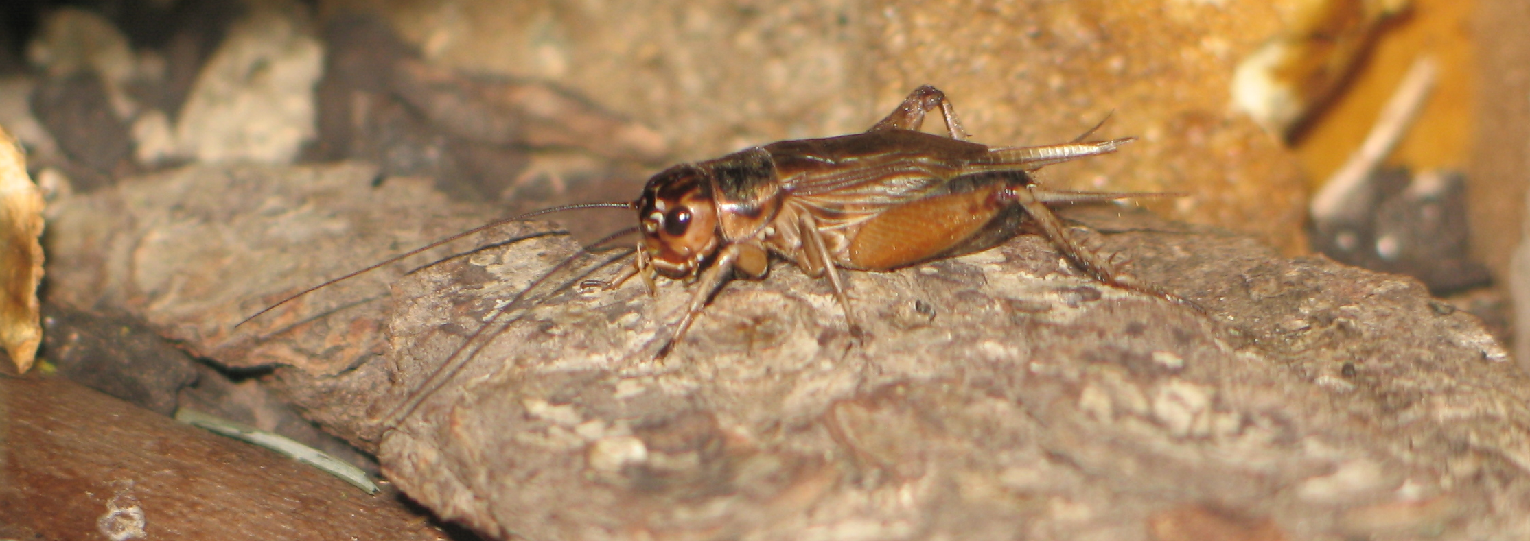 Male house cricket (Acheta domesticus) — public-domain photograph
