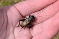 Live house cricket (Acheta domesticus) — CC0 public-domain photograph