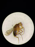 Drosophila fruit flies — CC0 public-domain photograph