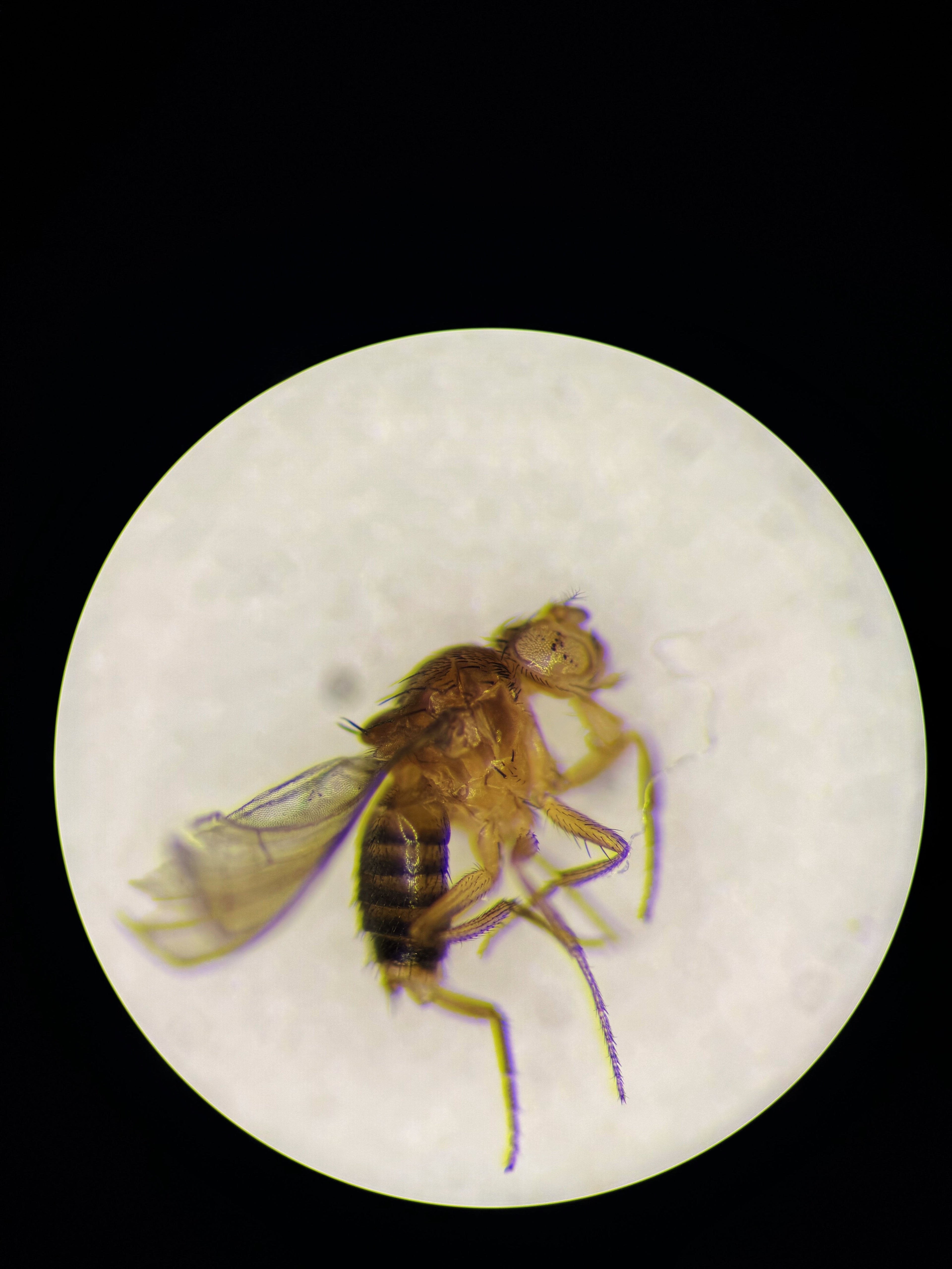 Drosophila fruit flies — CC0 public-domain photograph