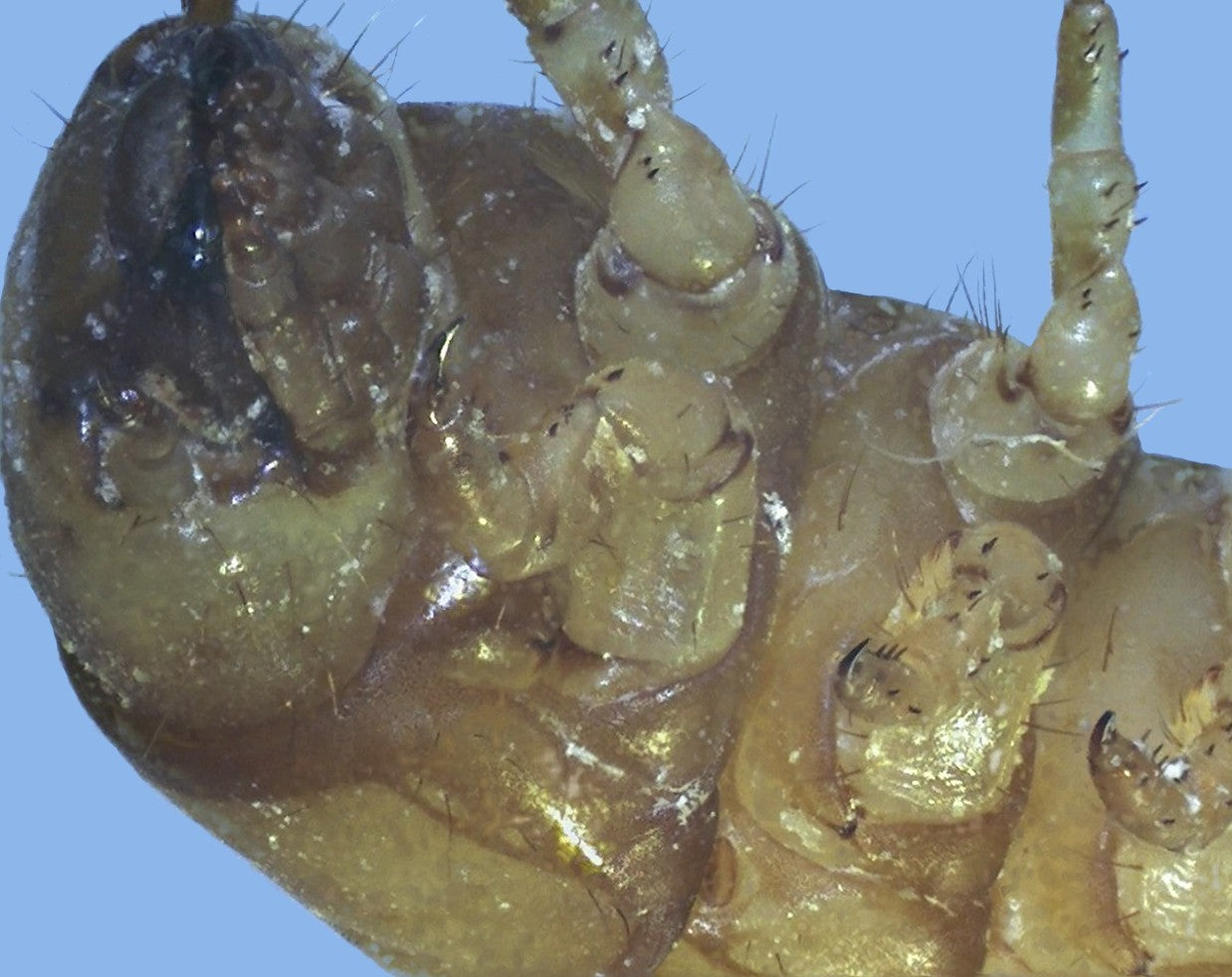 Live mealworm larva (Tenebrio molitor) — CC0 public-domain macro photograph