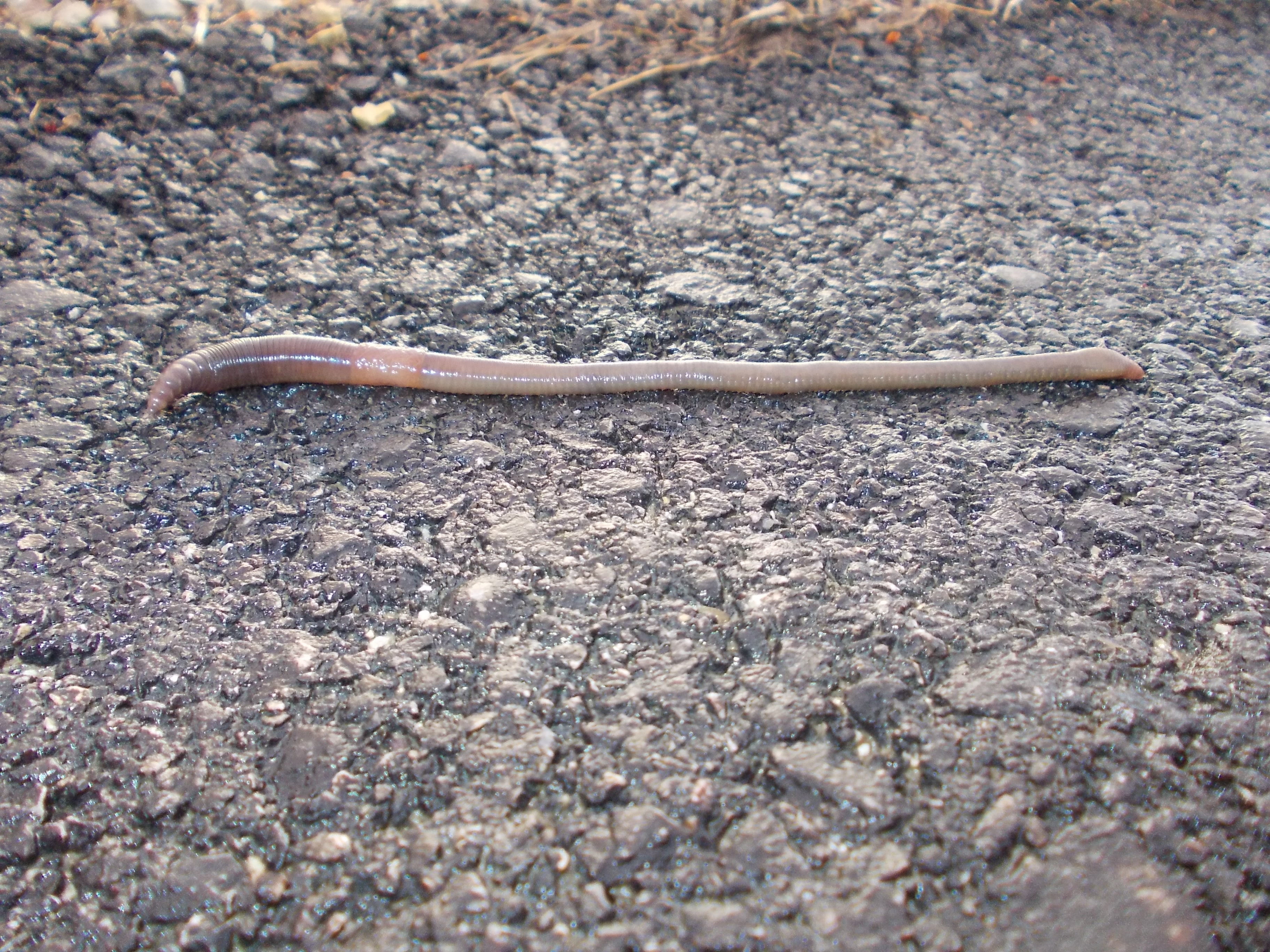 Live earthworm in a natural setting — CC0 public-domain photograph