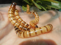Live superworm larvae (Zophobas morio) — CC0 public-domain photograph