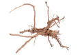 Wood Tiger Md — representative photo