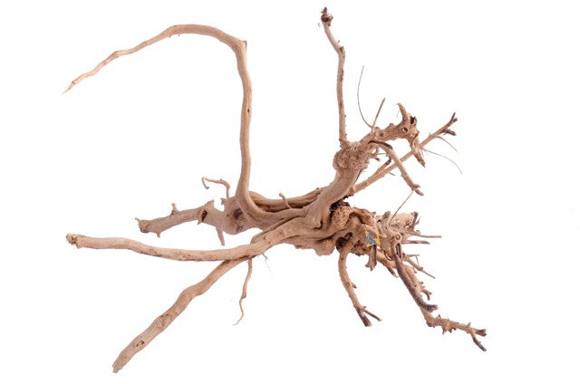 Wood Tiger Md — representative photo