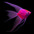 Angelfish GloFish Starfire Red — representative photo