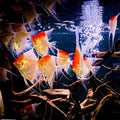 Angel Albino Koi — representative photo