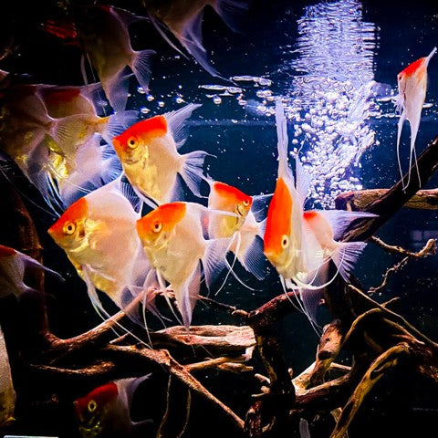 Angel Albino Koi — representative photo