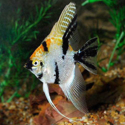 Angel Red Devil Koi Premium — representative photo