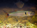 Barracuda Red Tail Sm — representative photo