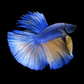 Betta Alien Asst (Male) — representative photo