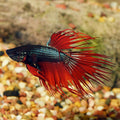 Betta Crowntail Dragon Scale (Male) — representative photo