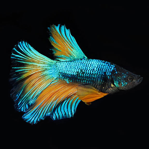 Betta Halfmoon Mustard Gas (Male) — representative photo