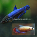 Betta Longfin (Female) — representative photo
