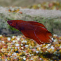 Betta Longfin (Male) — representative photo