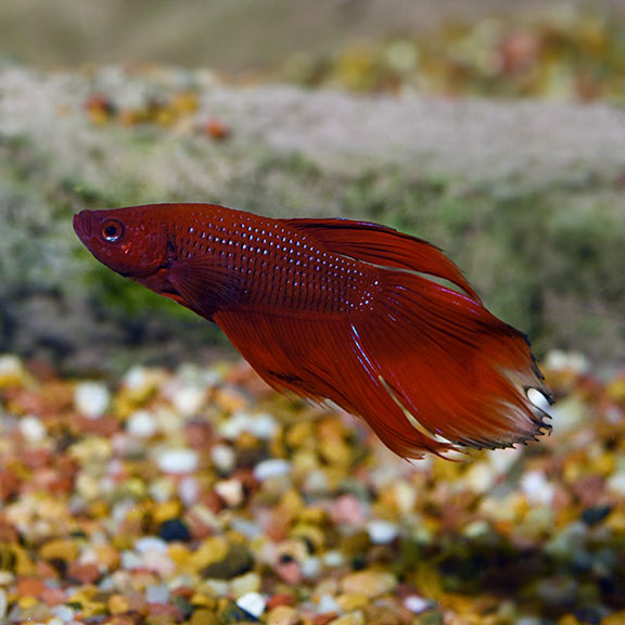 Betta Longfin (Male) — representative photo