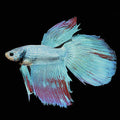 Betta Roundtail Dragon Red (Male) — representative photo