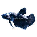 Betta Roundtail H/M Samurai Black (Male) — representative photo