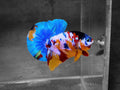 Betta Roundtail Koi Candy (Male) — representative photo