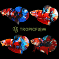 Betta Roundtail Koi Galaxy (Male) — representative photo