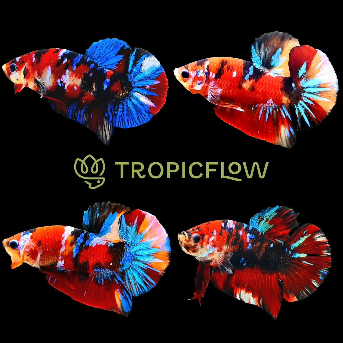 Betta Roundtail Koi Galaxy (Male) — representative photo