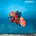Betta Roundtail Koi Nemo (Male) — representative photo