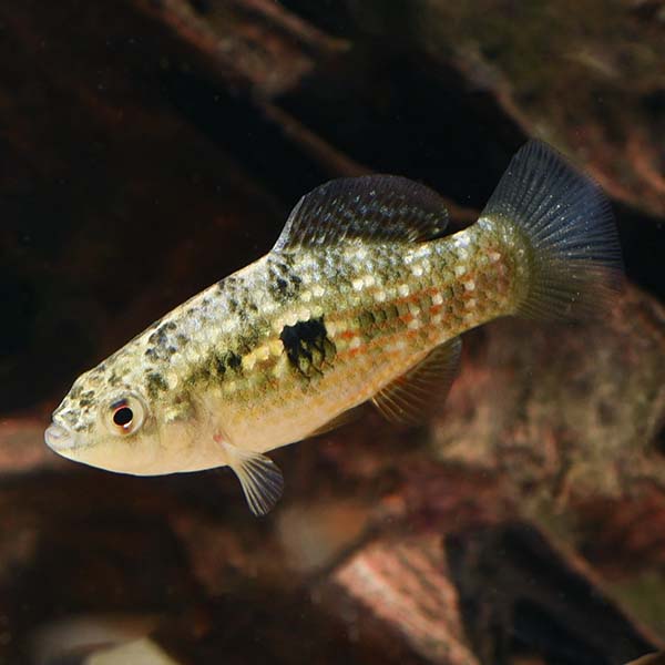 Flagfish Sm — representative photo