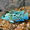 Cich Jack Dempsey Elec Blue Sm — representative photo