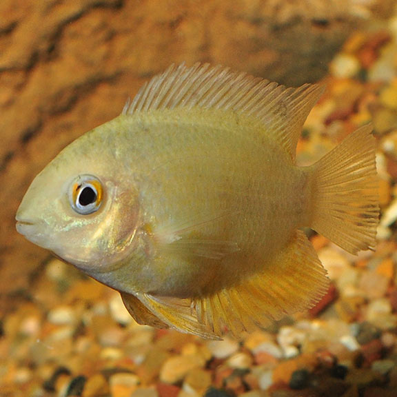 Cich Severum Gold Red Spotted — representative photo