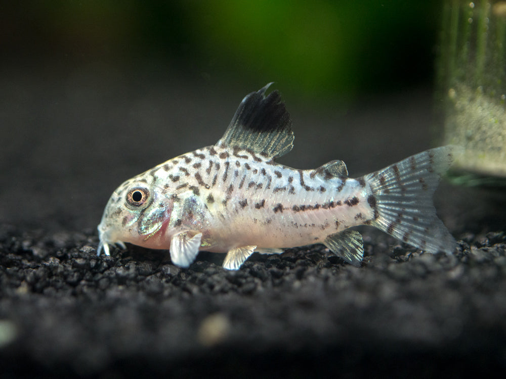 Corydoras Julii Md — representative photo
