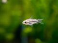 Corydoras Pygmy — representative photo