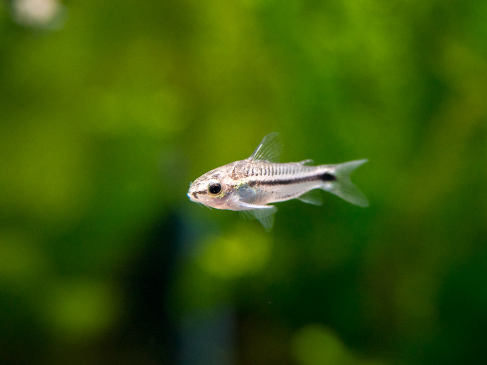 Corydoras Pygmy — representative photo