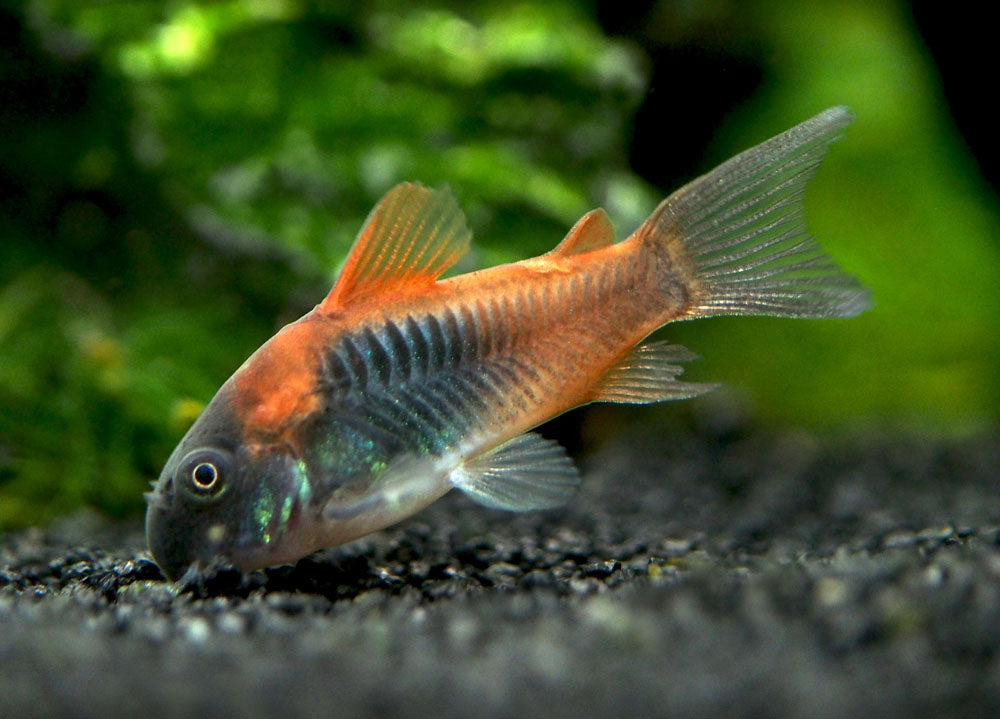 Corydoras Red Sailfn Venezuela — representative photo