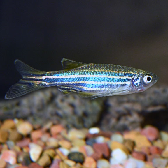 Danio Zebra Blue L/F — representative photo