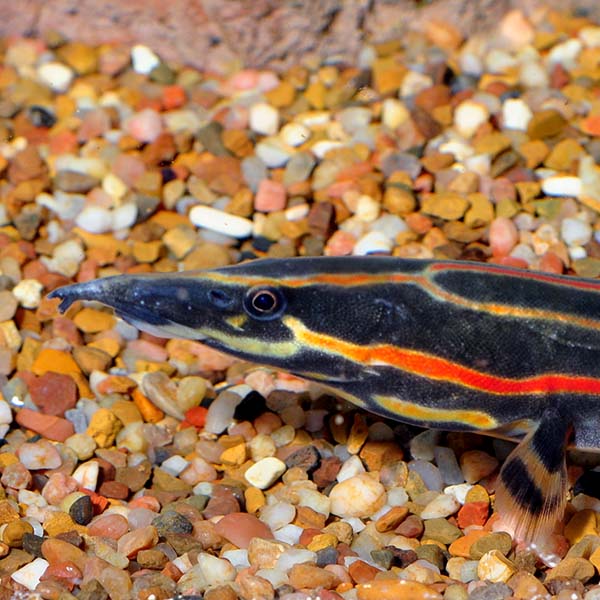 Eel Fire Xlg — representative photo
