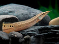 Eel Spiny — representative photo