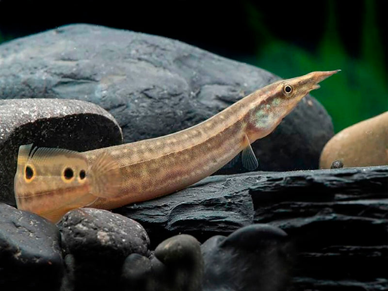 Eel Spiny — representative photo