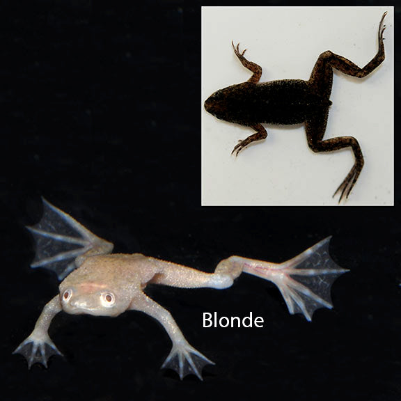 Frog Dwarf Albino — representative photo