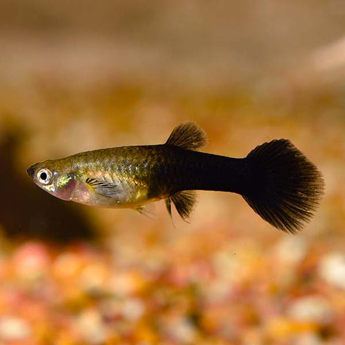 Guppy Asst Fancy (Female) — representative photo