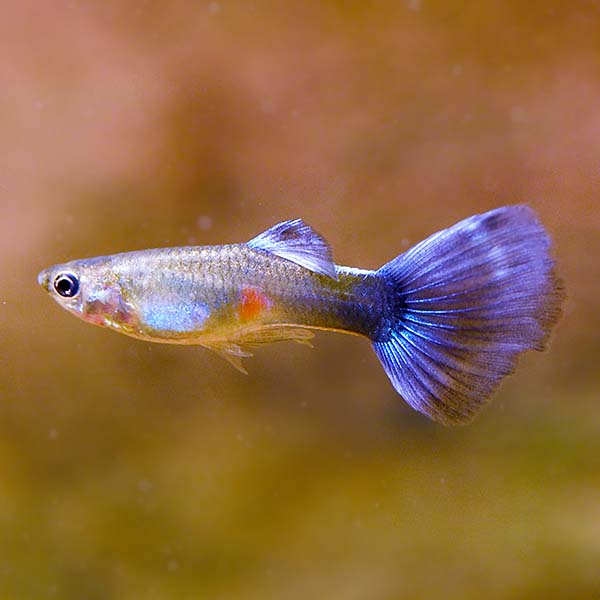 Guppy Asst Fancy (Male) — representative photo