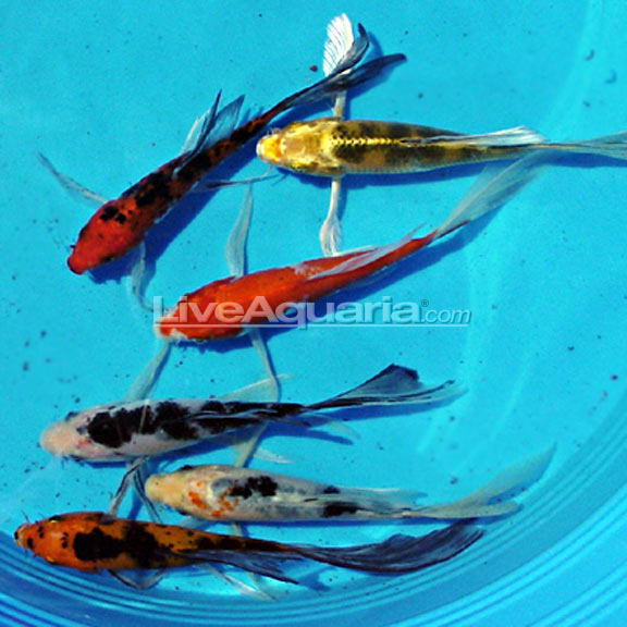 Koi Butterfly 5-6 Inch — representative photo