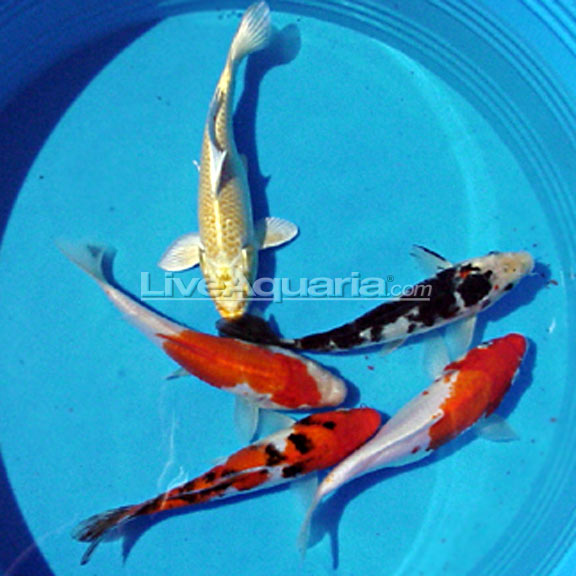 Koi Tosai "Japan" — representative photo